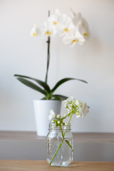 White orchids in white pot with a white geranium blossom in a glass mason jar