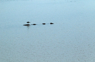 Hippos and heron in the lake, Bayala Game Reserve, South Africa