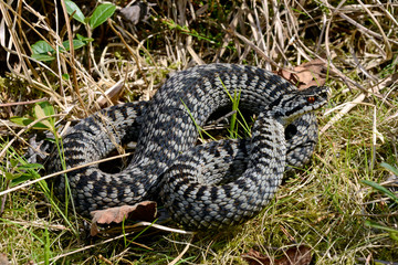 Kreuzotter (Vipera berus) Männchen - Common adder, male 