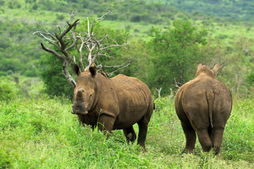 Fototapeta premium White rhinos in the bush, Bayala Game Reserve, South Africa 