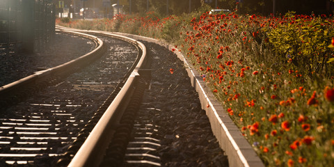 Railroad and red poppy flowers
