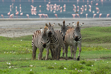 Zebras and flamingos in the Ngorongoro Crater © Nuki