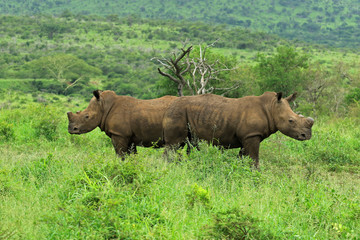 White rhinos in the bush, Bayala Game Reserve, South Africa 