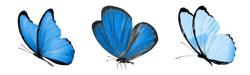 beautiful blue tropical butterflies isolated on a white background. moths for design © Fotograf