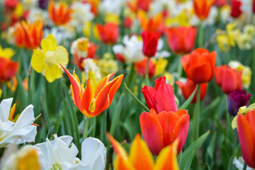 Orange tulip in a field of different spring flowers with beautiful colours