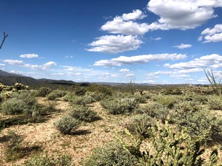 Fototapeta na wymiar Touring the scenic Arizona Desert and Cacti