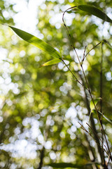 Forest bamboo