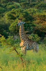 South African giraffe, Bayala Game Reserve, South Africa
