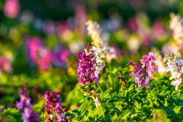 Corydalis flower growing in spring forest.