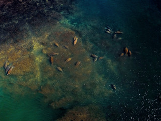 Fototapeta na wymiar Aerial view of manatees migrating in warmer waters during winter in florida