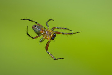 Spinne