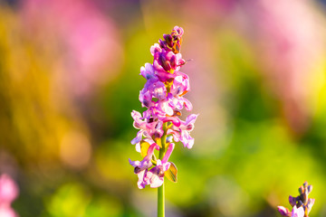 White and pink flowers of wild plant. Corydalis cava, pink spring flowers of Corydalis.