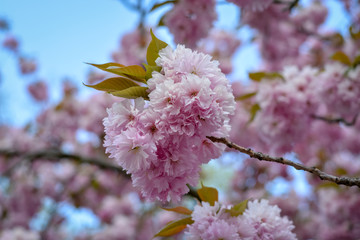 Cherry blossoms on a tree close up with blue sky