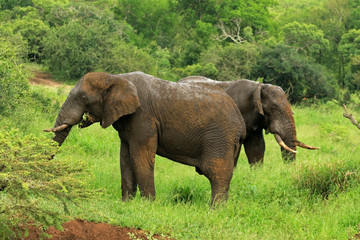 Naklejka na ściany i meble African elephant, Bayala Game Reserve, South Africa 