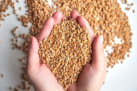 Grains of ripened beautiful wheat in the hands of a woman.