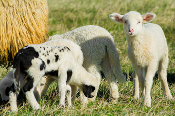 Naklejka na ściany i meble Cute young lambs on pasture, early morning in spring. Sheep and cute lambs on pasture.