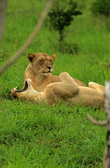 Fototapeta na wymiar Two lioness in the bush, Bayala Game Reserve, South Africa