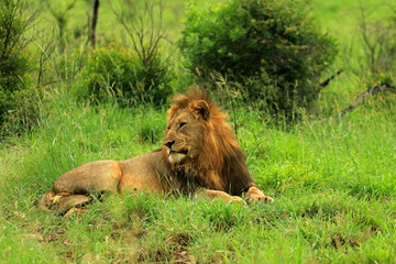 African lion male in Bayala Game Reserve, South Africa