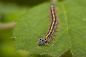 Ringelspinner Raupe