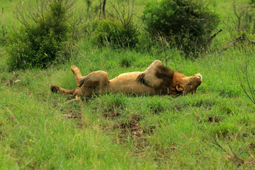 African lion male in Bayala Game Reserve, South Africa