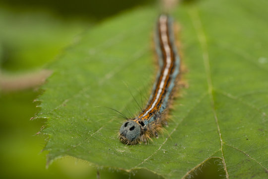 Ringelspinner Raupe