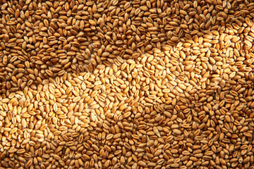 Grains of ripened beautiful wheat, harvesting in autumn.