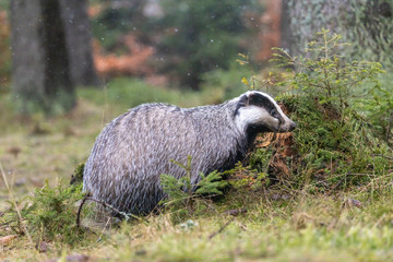 The European badger also known as the Eurasian badger is posing in the forest 