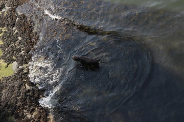 perro bañandose en un lago