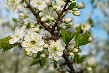 Spring flowers blooming in the garden with the other flowers bokeh background!