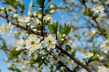 Spring flowers blooming in the garden with the other flowers bokeh background!