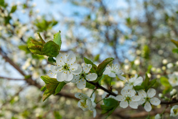 Spring flowers blooming in the garden with the other flowers bokeh background!