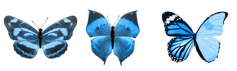 beautiful blue tropical butterflies isolated on a white background. moths for design