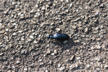 The black and blue oil beetle  (Meloe proscarabaeus) macro photography.