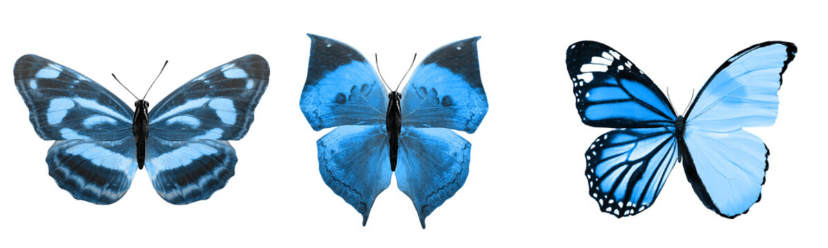 Beautiful Blue Tropical Butterflies Isolated On A White Background. Moths For Design