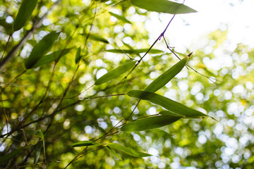 Green bamboo leaves