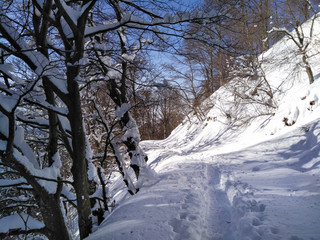 Forest and mountain landscape in the Luganese valley