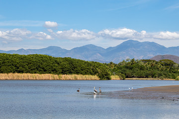 Fototapeta na wymiar Aves en la costa del rio.