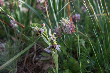 various species of orchids Anacamptis laxiflora, Anacamptis longicornu, Neotinea commutata, Ophrys bertolonii, Ophrys apifera, Orchis anthropophora, Anacamptis, Ophrys