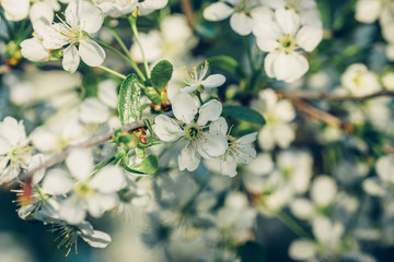 Branch blossoming cherry tree with white flowers