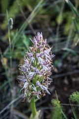 various species of orchids Anacamptis laxiflora, Anacamptis longicornu, Neotinea commutata, Ophrys bertolonii, Ophrys apifera, Orchis anthropophora, Anacamptis, Ophrys