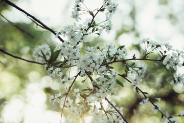 Branch blossoming cherry tree with white flowers
