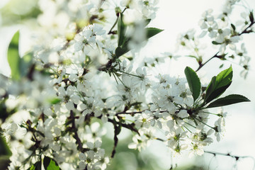 Branch blossoming cherry tree with white flowers