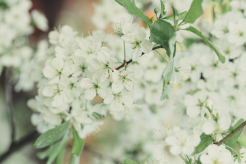 Branch blossoming cherry tree with white flowers