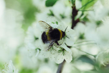Branch blossoming cherry tree with white flowers and bumblebee
