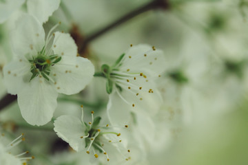 Branch blossoming cherry tree with white flowers