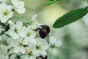 Branch blossoming cherry tree with white flowers and bumblebee
