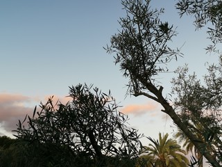 silhouette of tree