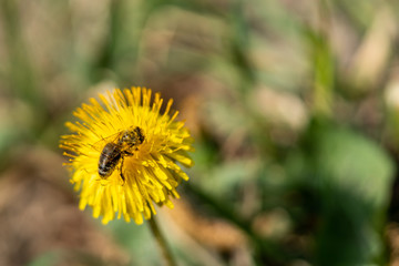 bee on dandelion