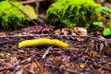 Banana Slug in Santa Cruz Mountains, California on Redwood Tree Leaves with Moss in Background