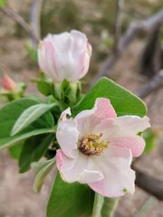 quince tree blossom